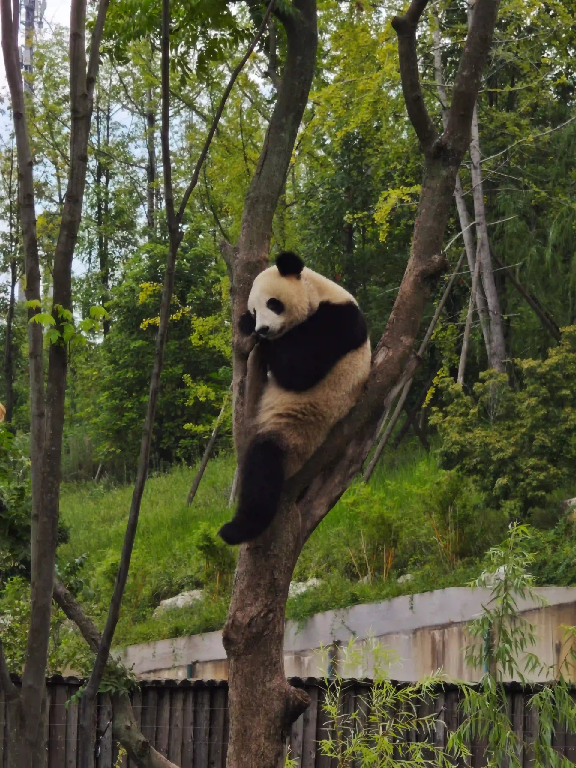 Qué ver en Chengdu: una guía para 2 o 3 días